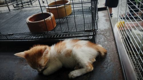 Cat lying on floor