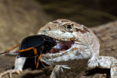 Close-up of lizard eating