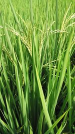 Close-up of wheat growing on field