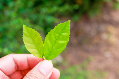 Close-up of hand holding small plant