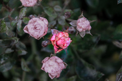 Close-up of pink flowers blooming outdoors
