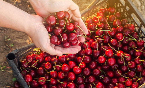 Cherry harvest in hand 