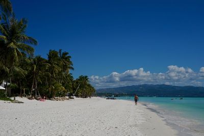 Palm trees on beach against blue sky