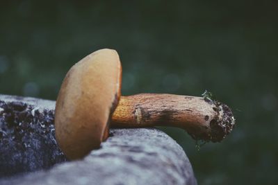 Close-up of mushroom on rock