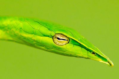 Close-up from head and eye of green whipsnake