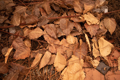 Full frame shot of dry autumn leaves on land