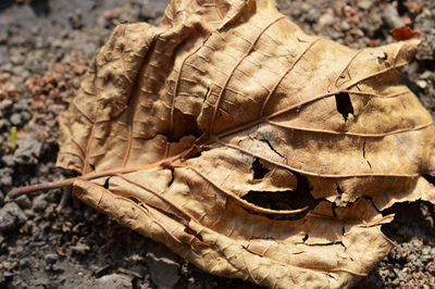 Close-up of autumn leaf