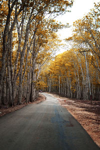 Road amidst trees in forest during autumn