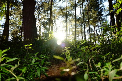 Trees growing in forest
