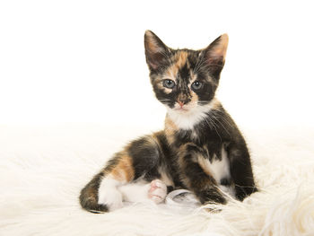 Portrait of kitten sitting on bed