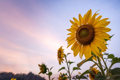 Close-up of sunflower against sky at sunset