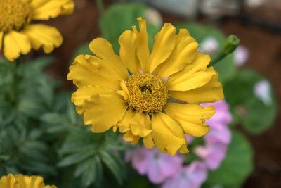 Close-up of yellow flowering plant