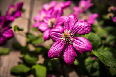 Close-up of pink flowers