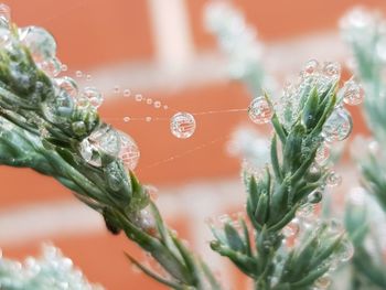 Close-up of wet plant