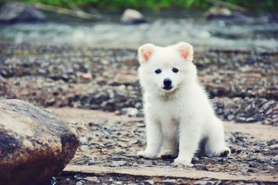 Portrait of white dog