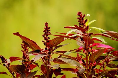 Close-up of plant