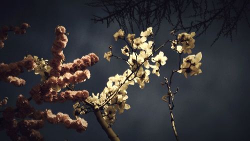 Low angle view of flowers on tree