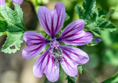 Close-up of purple flowering plant