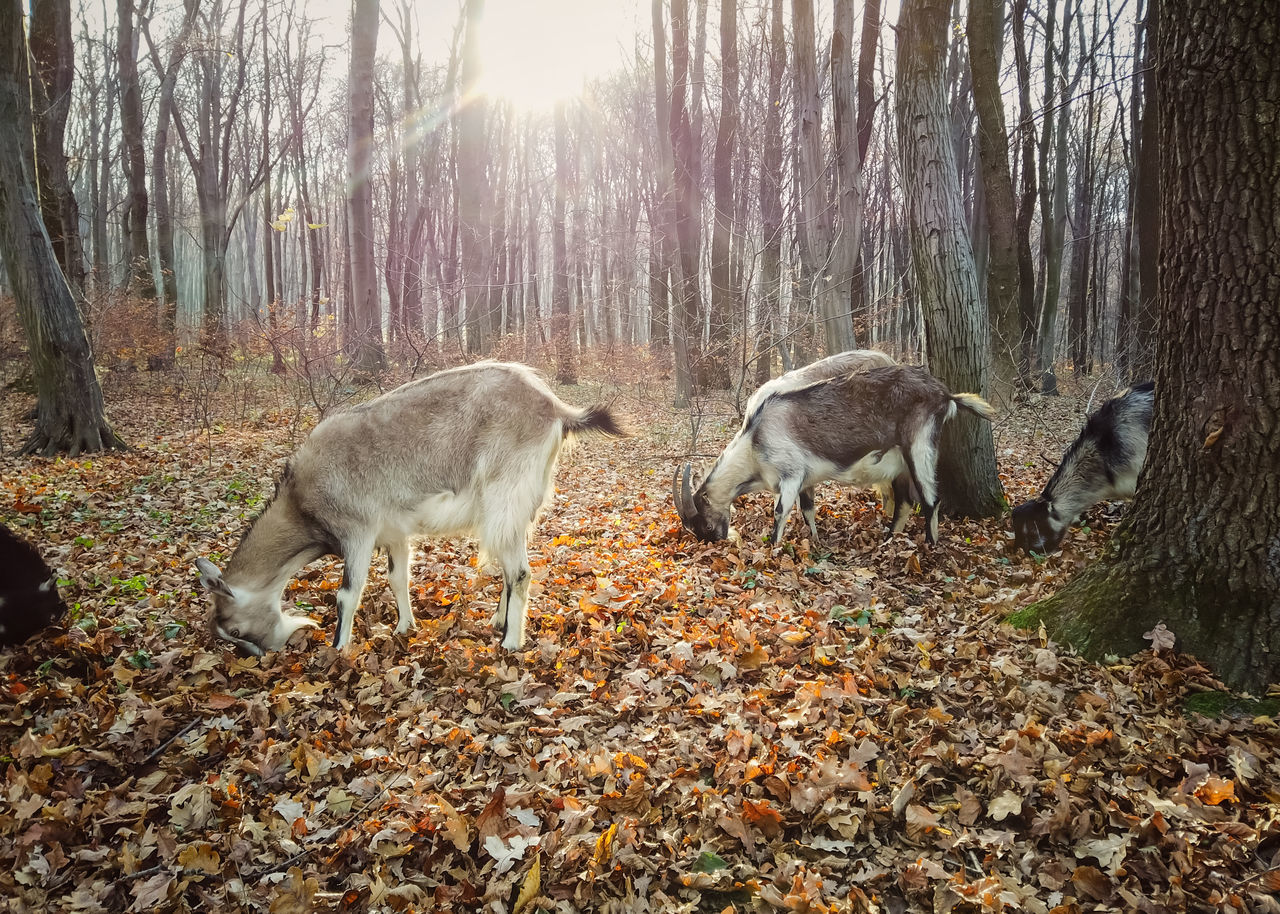 FLOCK OF SHEEP IN FOREST