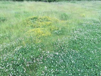 Full frame shot of grass growing on field