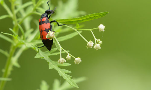 insect