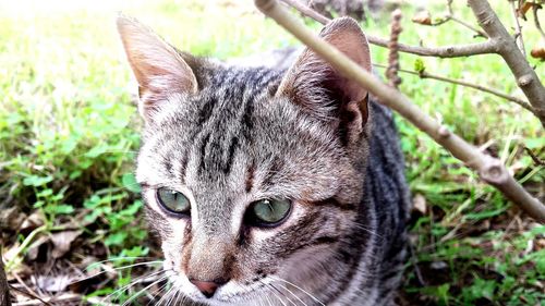 Close-up portrait of a cat