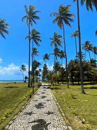 Palm trees on landscape against sky, guarajuba bahia brasil