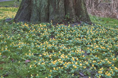 Close-up of flowers growing on tree trunk