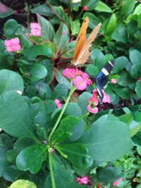 Close-up of butterfly on pink flowers blooming outdoors