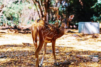 Deer standing in a forest