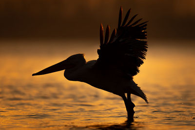 Bird flying over sea