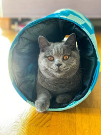 Close-up portrait of cat relaxing at home