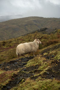 Sheep grazing on field