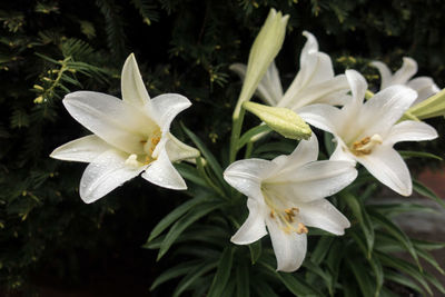 Close-up of white flowers blooming outdoors