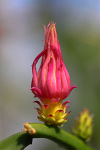 Close-up of pink flower