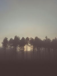 Silhouette trees in forest against sky during foggy weather