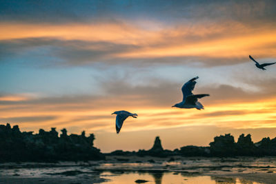 Silhouette birds flying against sky during sunset