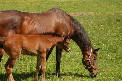 Horses grazing in a field