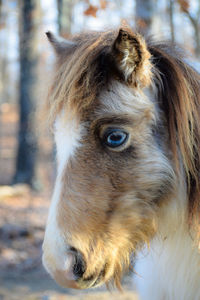 Close-up of a horse