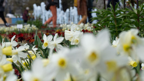 Close-up of white flowering plants