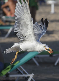 bird