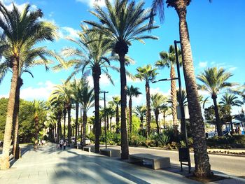 Palm trees on footpath by road against sky in city