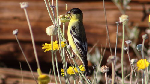 Close-up of lesser goldfinch bird on stem