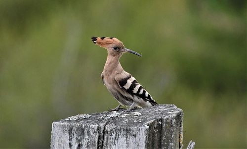 Close-up of bird perching on wooden post