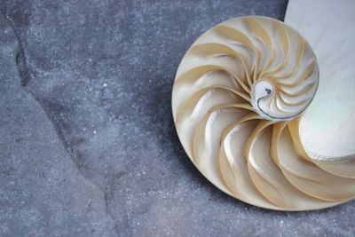 High angle view of shell on the table