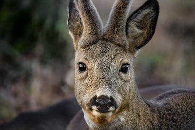 Close-up portrait of deer