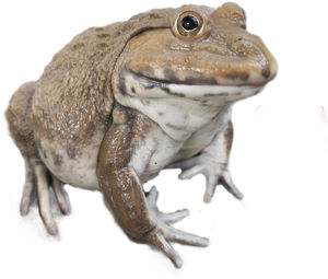 toad