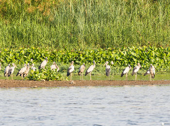 View of birds on field by lake