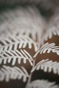 Close-up of leaf