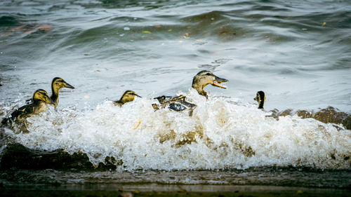 Ducks swimming in lake